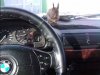 bmw squirrel.jpg