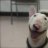 currencydog