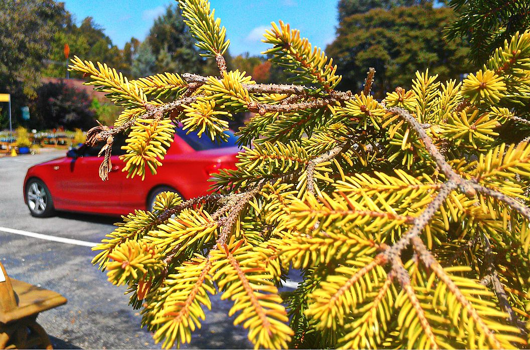 yellowspruce.jpg